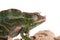 Usambara giant three-horned chameleon, on white