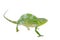 Usambara giant three-horned chameleon, on white