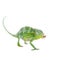 Usambara giant three-horned chameleon, on white