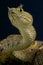 Usambara horned viper / Atheris cerathopora