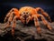 Usambara Orange Baboon Tarantula