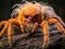 Usambara Orange Baboon Tarantula