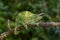 Usambara Three-horned Chameleon - Trioceros deremensis