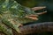 Usambara Three-horned Chameleon - Trioceros deremensis