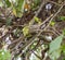 Usambara Vine Snake camouflaged in vegetation