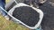 use of biochar in the vegetable garden. biochar for plants. biochar in a wheelbarrow. use biochar in fruit trees and plants in the