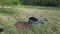 use of biochar in the vegetable garden. biochar for plants. biochar in a wheelbarrow. use biochar in fruit trees and plants in the