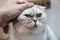 Use the hand stroking the Exotic Shorthair cat ear and make the happy cat spellbound