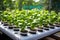 the use of hydroponic modern systems for growing organic greens on a hydroponic farm, the concept of innovation and technology