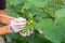 Use paintbrush for Pollinate of Melon flower in green house