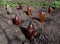 The use of plastic bottles to protect the seedlings at their summer cottage