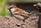 Use sparrow shows his courtship display on the earth level