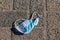 Used blue face mask lying on the ground on a rural cobblestone street