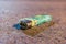 A used and discarded lighter lies on the road in the evening