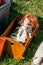 Used red-hair doll in wooden cradle at charity sale