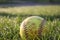 Used Softball in dewy grass