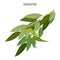 Useful fragrant eucalyptus branch with thick green foliage