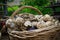 Useful and fragrant heads of ripe garlic harvested harvests from the home garden in a wicker brown basket of vines. Garlic pink an