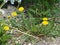 Useful herbs.Medicinal unpretentious dandelion grows along the road