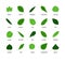 Useful leaves colored natural icons vegan analysis vector silhouette design line elements leaf tree bush berries oxygen