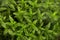 Useful plant mint peppery (Mentha piperita)