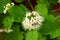 Useful plants. Kalina blooming. Berry bush. Green. Flowers