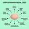 Useful properties of chicken eggs. Infographics. Vector illustration.