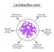 Useful properties of lactobacillus. Probiotic. Lactobacillus casei. Infographics. Vector illustration on isolated