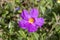 A useful shrub Cistus creticus, Cistus incanus grows and blooms close-up