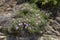 A useful shrub Cistus creticus, Cistus incanus grows and blooms close-up