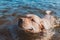 Useful water treatments for dog health