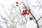 Useful for your health. Rowanberry twig in snow. winter berry. Berries of red ash. Winter background. Frosted red