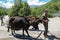 Usghuli / Georgia - 06172017: Herd of Cows and Shepherd man walking in the mountain road of the caucasus