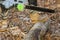 Using a battery chainsaw, a worker saws down trees after a hurricane tree fell down during a thunderstorm