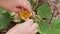 Using a cotton swab to pull pollen off the stamen of a male butternut squash in order to hand pollinate the female with fruit atta