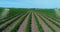 Using drones in agriculture to spray fields. Agro-drones in agriculture - Agro Drones. Crop Spraying Drones. Spraying