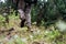 USMC soldier in the forest