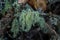 Usnea barbata ,old man`s beard, or beard lichen growing naturally on turkey oak tree in Florida, natural antiobiotic