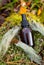 Usnea barbata or old man`s beard or beard lichen tincture concept. Brown bottle with herbal medicine mixture on green moss.