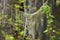 Usnea barbata, old man`s beard fungus on a pine tree