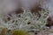 Usnea are commonly called old man`s beard, or beard lichen. macro photo in Carpathian mountains in the Ukrainian