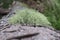 Usnea are commonly called old man`s beard, or beard lichen. macro photo in Carpathian mountains in the Ukrainian