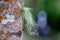 Usnea cornuta (old man\\\'s beard, beard lichen, beard moss, tahi angin, kayu angin, rasuk angin)