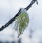 Usnea Lichen with Snow