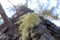 Usnea Lichen on a Tree