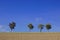 Usseln, Germany - Plowed sunlit field with row of trees in the distance and vast blue sky above