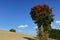 Usseln, Germany - Tree with colorful green and red leaves in early autumn with plowed field and clear blue sky in the background