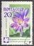 USSR - CIRCA 1960: A Stamp printed in USSR shows a Colchicum speciosum with the description Colchicum speciosum Steu