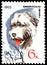 USSR - CIRCA 1965: postage stamp, printed in USSR, shows a South Russian shepherd , series Hunting and Service Dogs