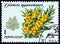 USSR - CIRCA 1980: A stamp printed in USSR from the `Protected Trees and Shrubs` issue shows Sea buckthorn Hippophae rhamnoides